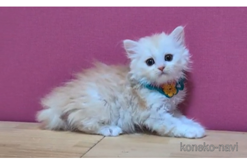 成約済の東京都のミヌエット-101308の6枚目